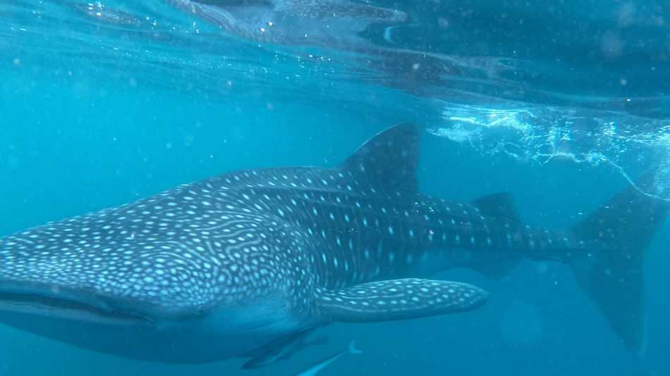 The gigantic and gentle whale shark