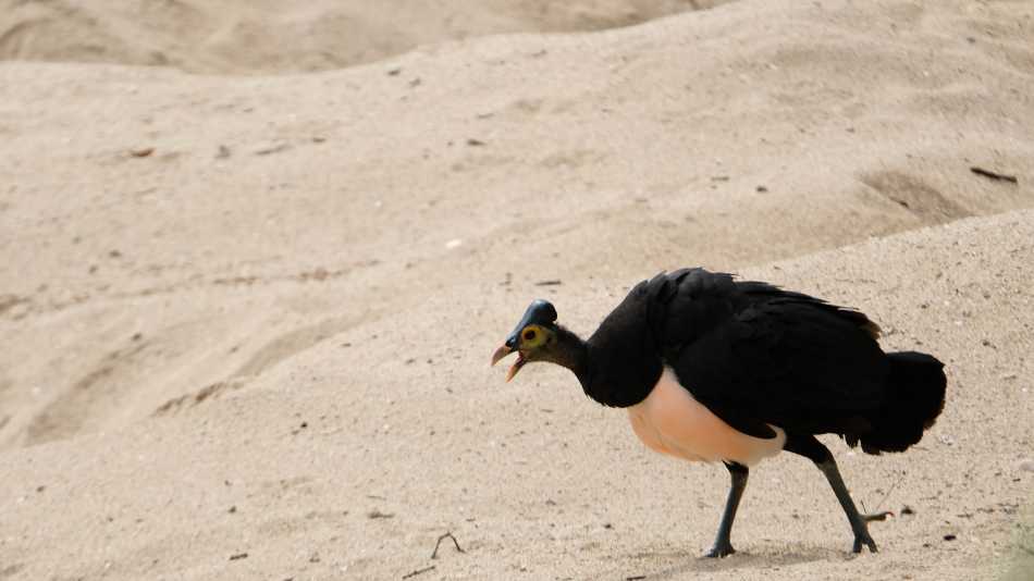 The flightless Maleo