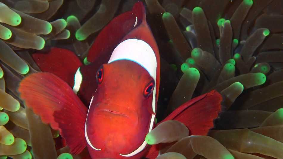 The colourful world of coral