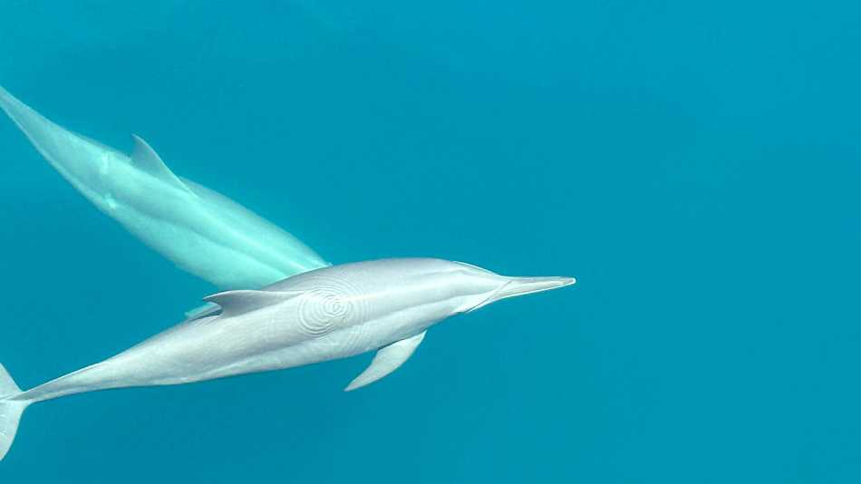 Dolphins riding the bow of the boat | Rachel Imber