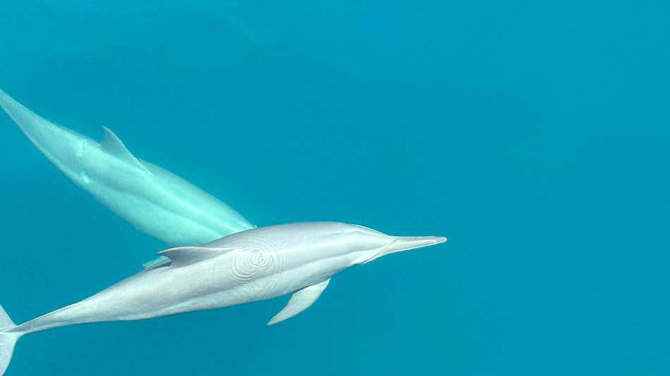 Dolphins riding the bow of the boat | Rachel Imber