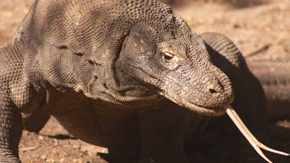 The world's largest lizard, the Komodo Dragon