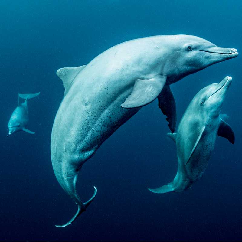 Swimming with dolphins | George Karbus Photography