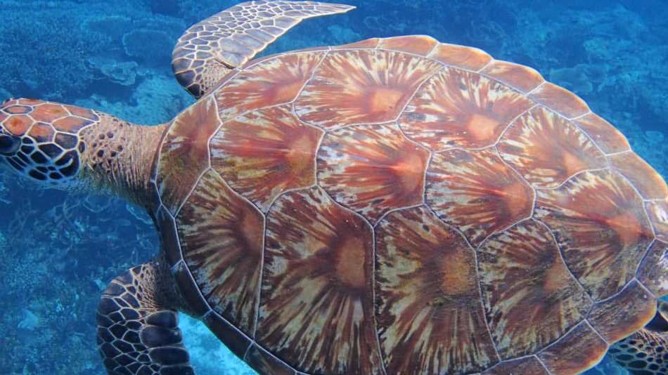 Hawksbill Sea Turtle, Raja Ampat