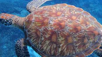 Hawksbill Sea Turtle, Raja Ampat,Sea Trek Adventures Hawksbill Sea Turtle, Raja Ampat