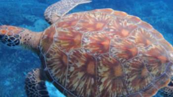 Hawksbill Sea Turtle, Raja Ampat,Sea Trek Adventures Hawksbill Sea Turtle, Raja Ampat