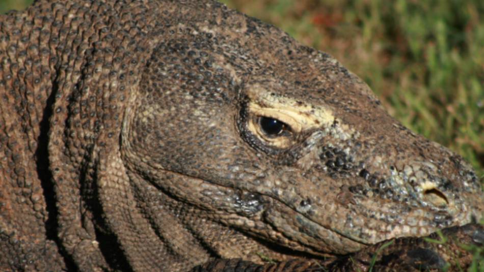 The mythical Komodo Dragon