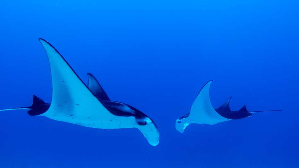 Snorkel with Manta Rays in Raja Ampat