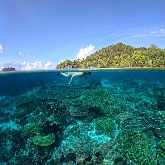 Snorkelling the pristine coral gardens of Raja Ampat