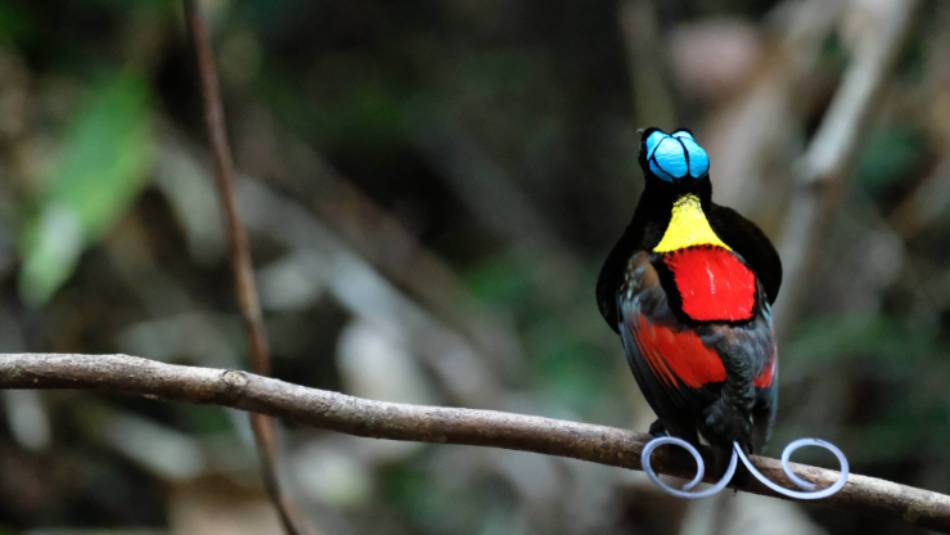 Wilsons Bird of Paradise