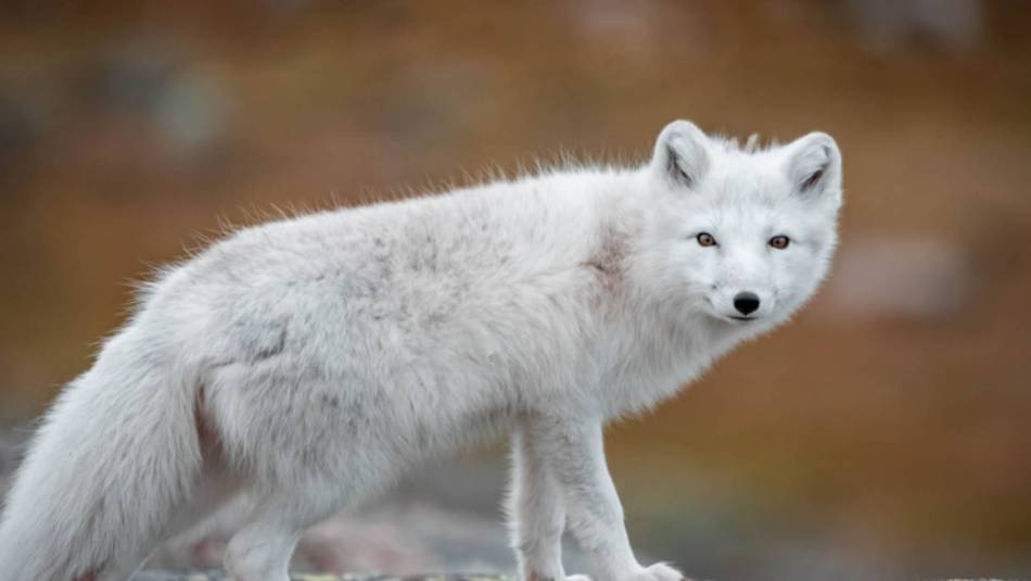 An Arctic Fox roams the tundra