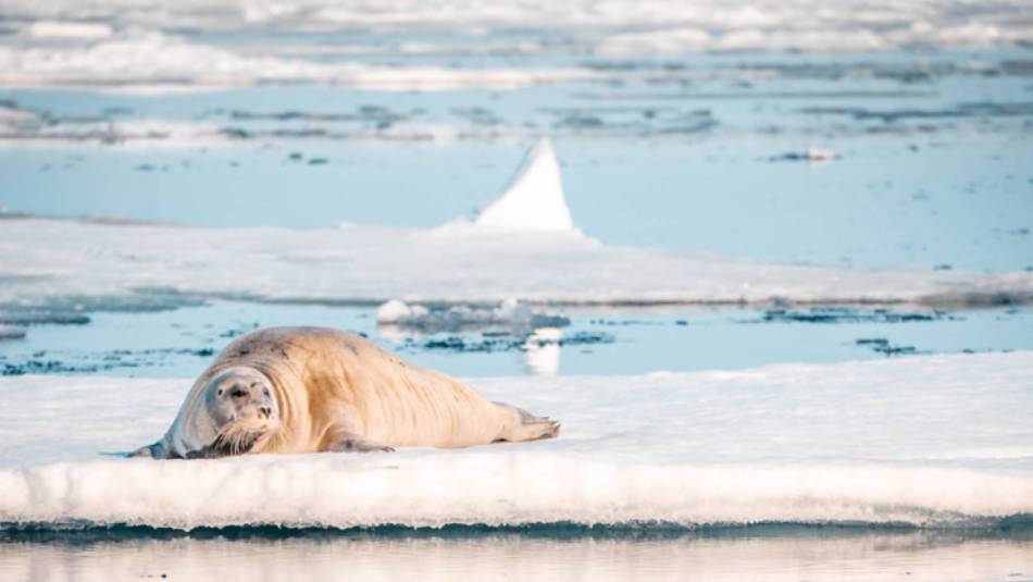 A Bearded seal relaxes on the ice floe