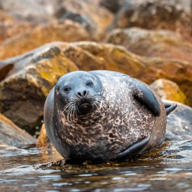 Harp seal