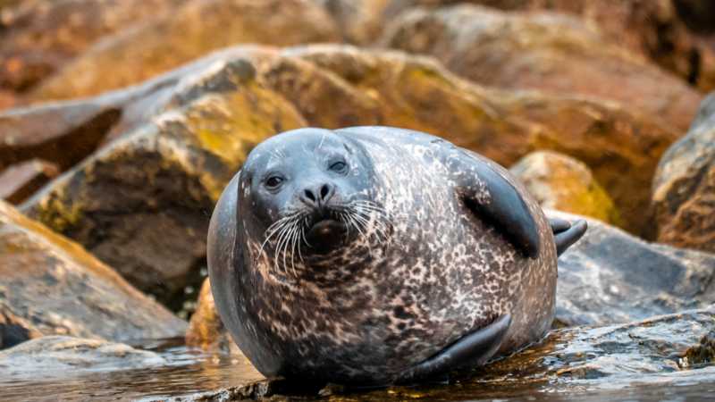 Harp seal