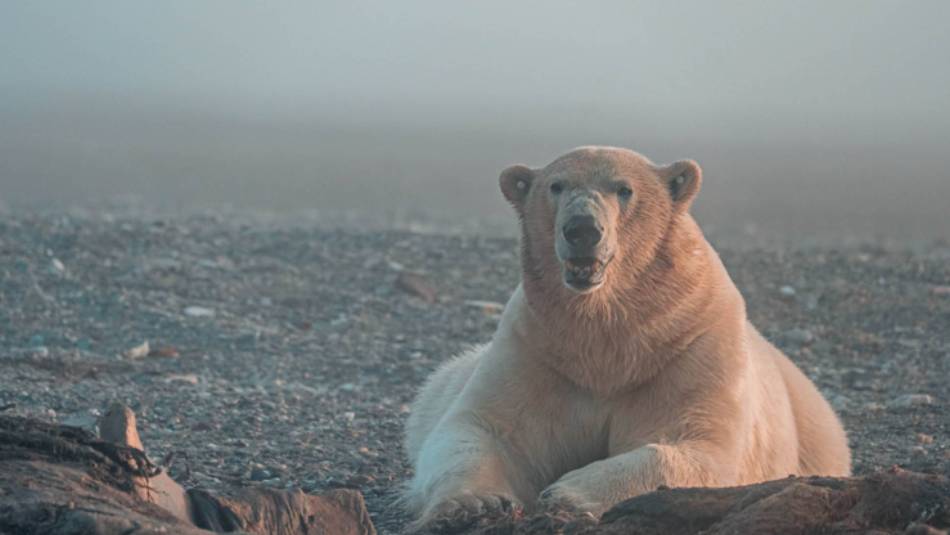 The mighty Polar Bear