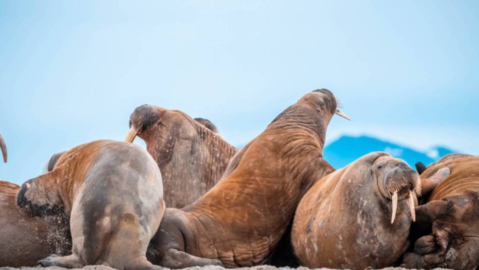 Walrus haul out