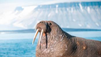 Walrus Secret Atlas,Secret Atlas Walrus, Svalbard