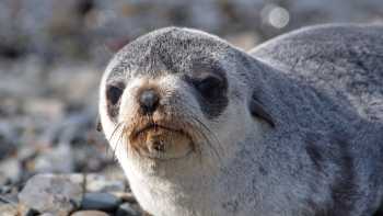 Baby fur seal South Georgia,Angela N Perryman Baby fur seal on the beaches of South Georgia