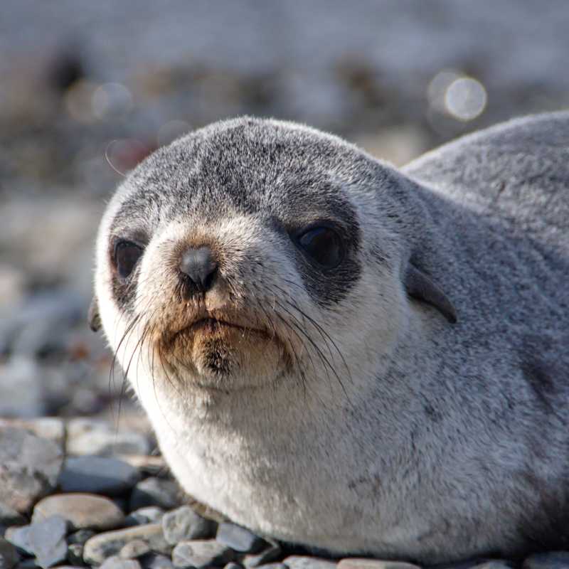 Baby fur seal on the beaches of South Georgia