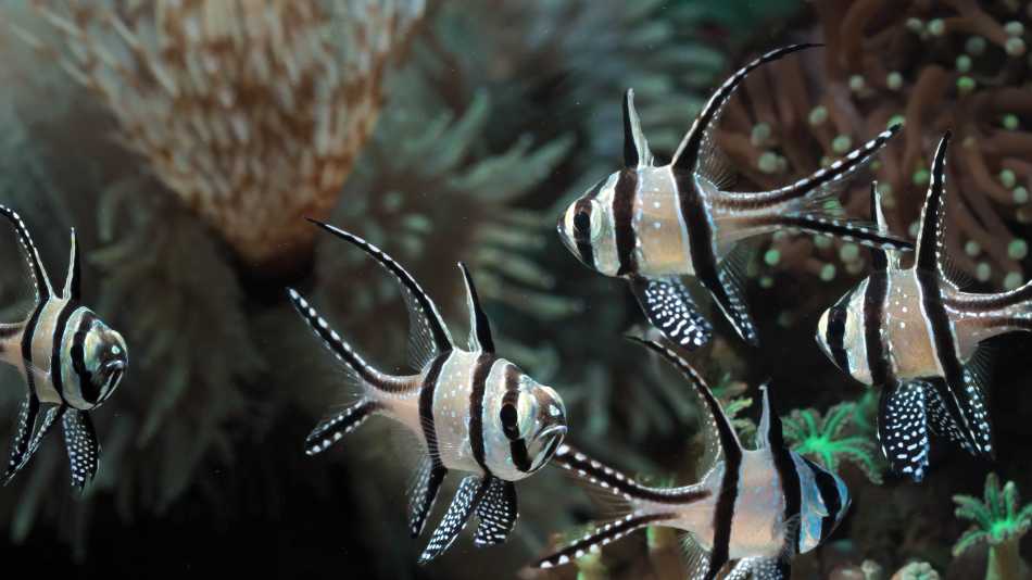 The endemic Banggai Cardinal Fish