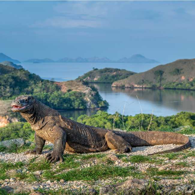 The largest living lizard, the Komodo Dragon