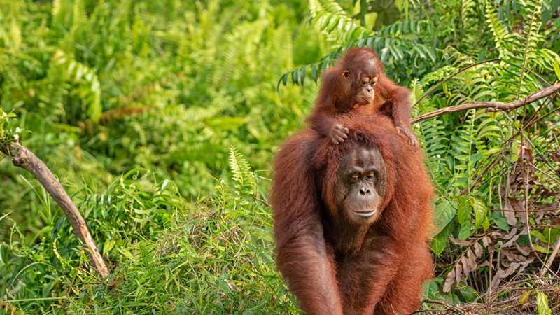 Wild Orangutan, Kalimantan, Borneo