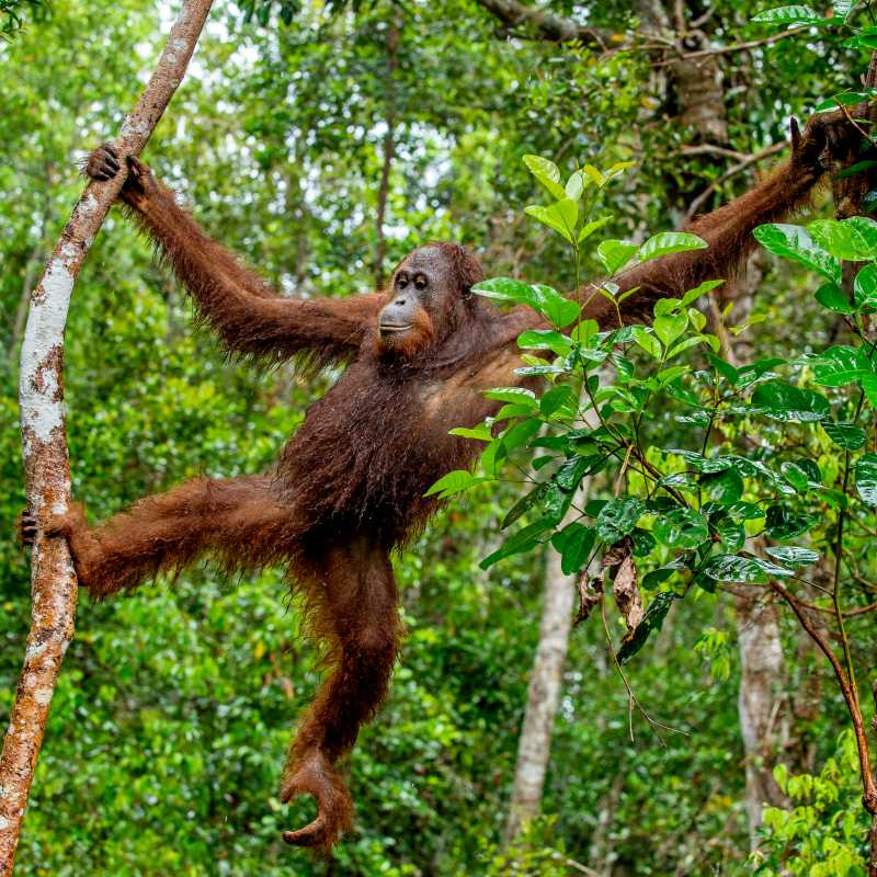 An orangutan makes their way through the forest in Central Kalimantan