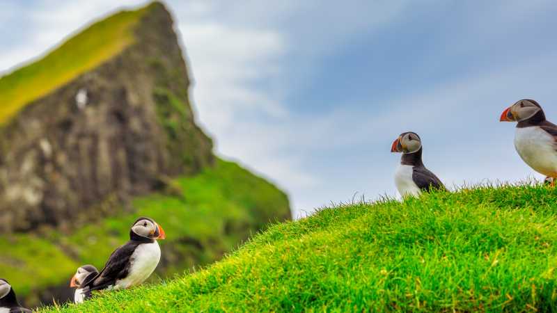 Puffins of the Faroe Islands - Faroe Islands: Kayaking the North Atlantic, Faroe Islands