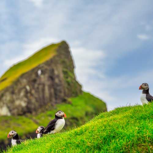 Puffins of the Faroe Islands