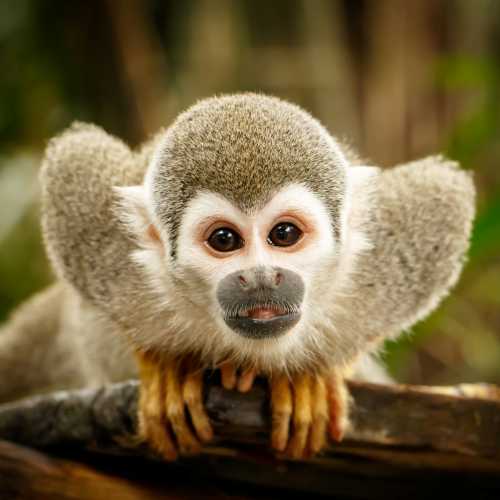 A Squirrel Monkey demands to be noticed, Ecuadorian Amazon