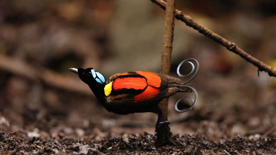 The brightly coloured Wilson's Bird of Paradise