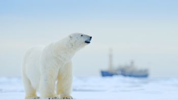 shutterstock_1249664149 Ondrej Prosicky,Ondrej Prosicky A lone polar bear, Svalbard