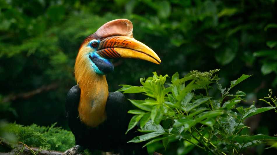 Knobbed Hornbill in Sulawesi