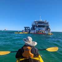 Kayaking the Abrolhos Islands