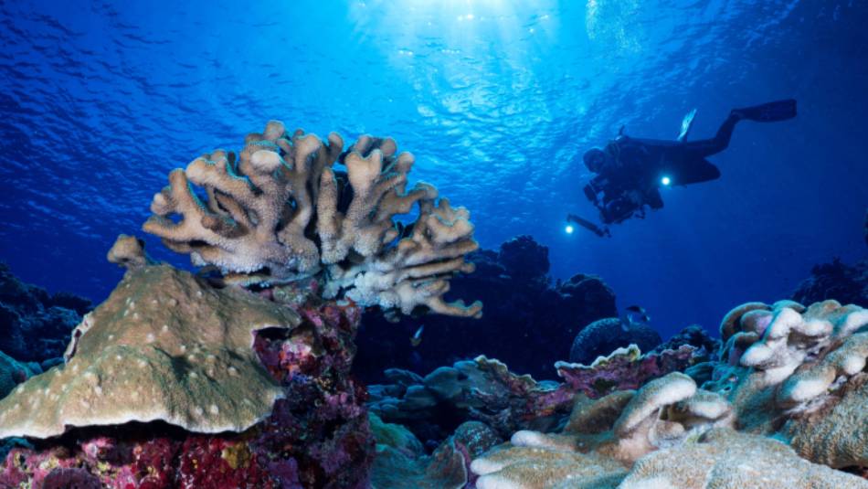 Diving the pristine reefs of the Solomon Islands | Gerald Rambert