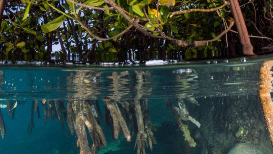 The crystal clear waters of the Solomon Islands | Heather Sutton