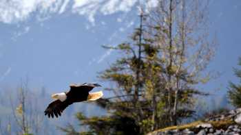 Bald eagle flying overhead, A Bald Eagle soars