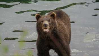 Brown bear 1, Alaska offers numerous opportunities for Brown Bear sightings
