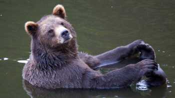 Brown bear, Sit back and relax and let the adventure unfold