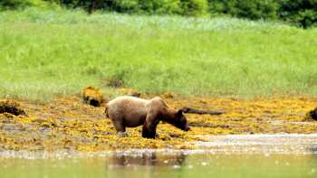 Brown bear on coast, Colours and wildlife. Alaska in summer