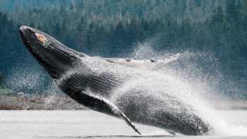 Humpback breach, A wide variety of whale species migrate to feed in the nutrient rich waters of Alaska