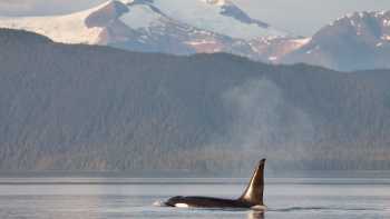 Orca and Mountains - Frederick Sound, With healthy marine ecosystems, Alaska offers regular opportunities to encounter orcas in the wild