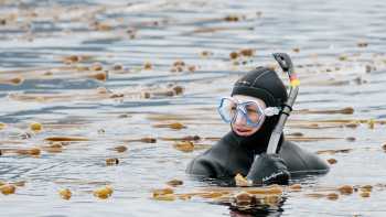 Snorkeling in SE Alaska, Snorkelling is an option on some voyages in Alaska