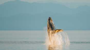 Whale breach in Alaska, A wide variety of whale species migrate to feed in the nutrient rich waters of Alaska