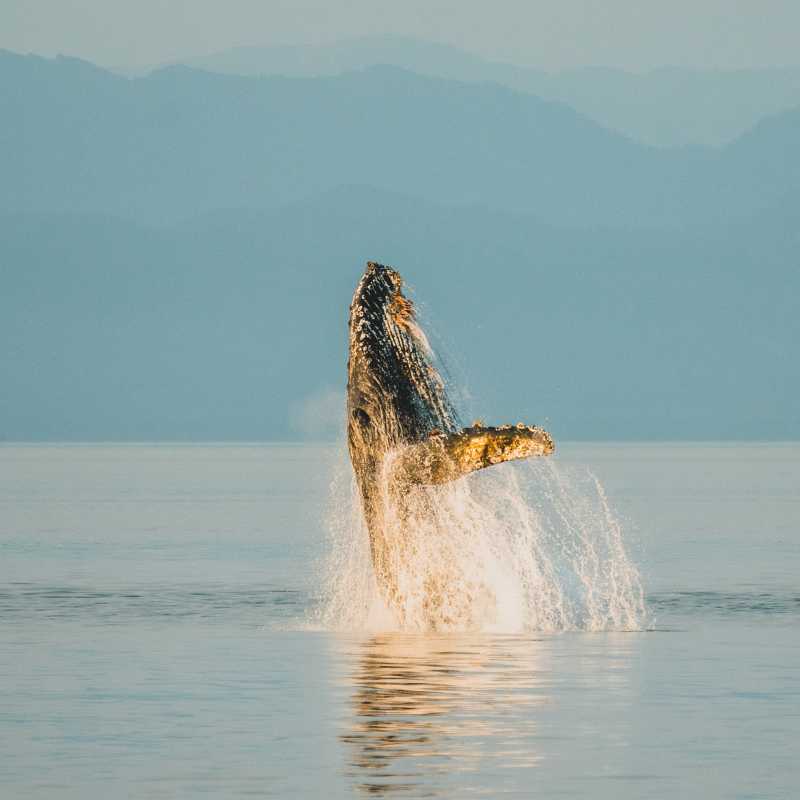 A wide variety of whale species migrate to feed in the nutrient rich waters of Alaska