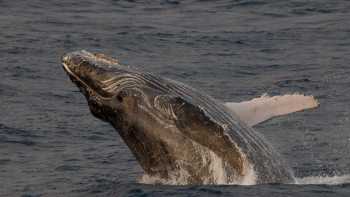 Whale breach in Hawaii,UnCruise Adventures A humpback whale breaches