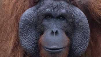 Cheeked male orang-utan