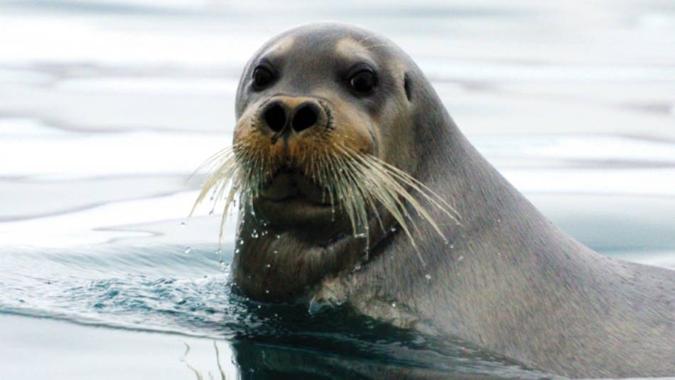 A curious Beared Seal | © Danny Catt