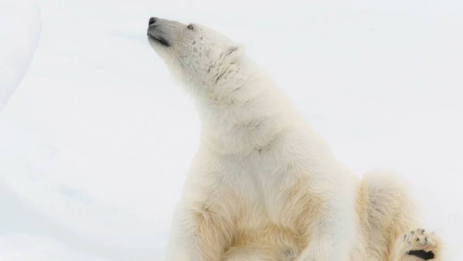 Relaxing on the ice | ©Andrew Stewart