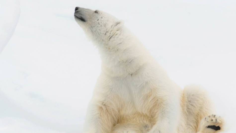 Relaxing on the ice | ©Andrew Stewart